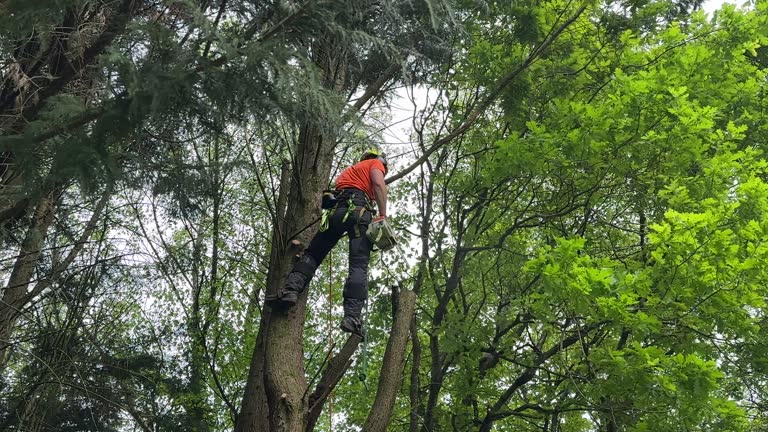 How Our Tree Care Process Works  in  Claxton, GA